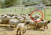 A Komondor walking with its flock.